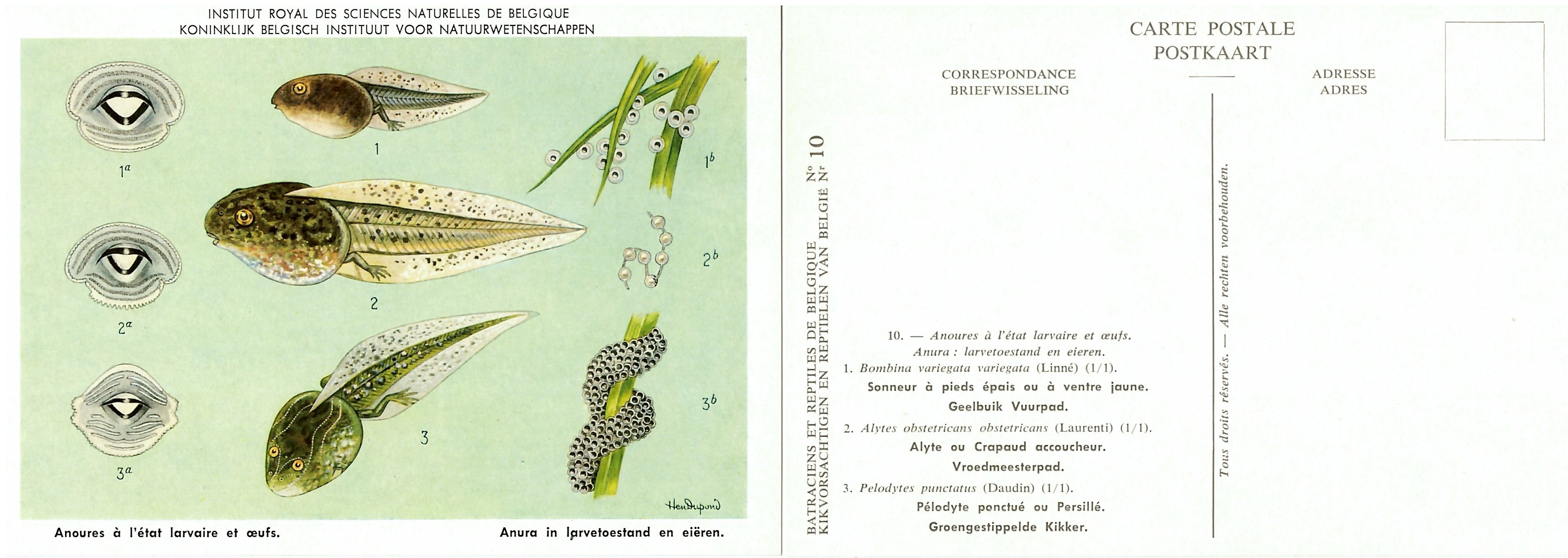 010 Anoures à l'état larvaire et oeufs - Anura in larvetoestand en eiëren.jpg