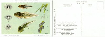 010 Anoures à l'état larvaire et oeufs - Anura in larvetoestand en eiëren.jpg