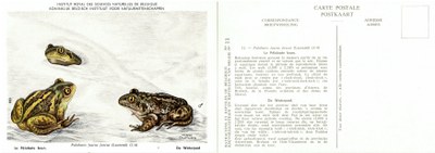 011 Le Pélobate - De Waterpad.jpg
