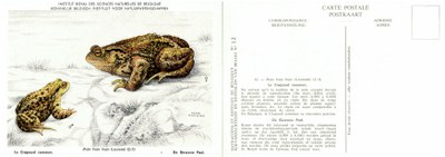 012 Le Crapaud commun - De Gewone Pad.jpg