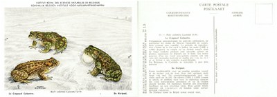 013 Le Crapaud Calamite - De Rietpad.jpg