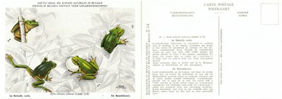 014 La Rainette verte - De Boomkikvors.jpg