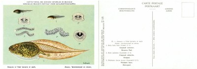 015 Anoures à l'état larvaire et oeufs - Anura larvetoestand en eieren.jpg