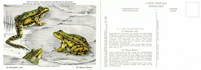 016 La Grenouille verte - De Groene Kikvors.jpg