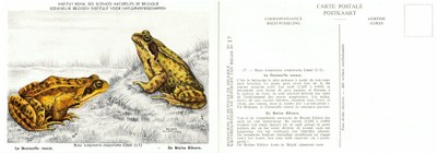 017 La Grenouille rousse - De Bruine Kikvors.jpg