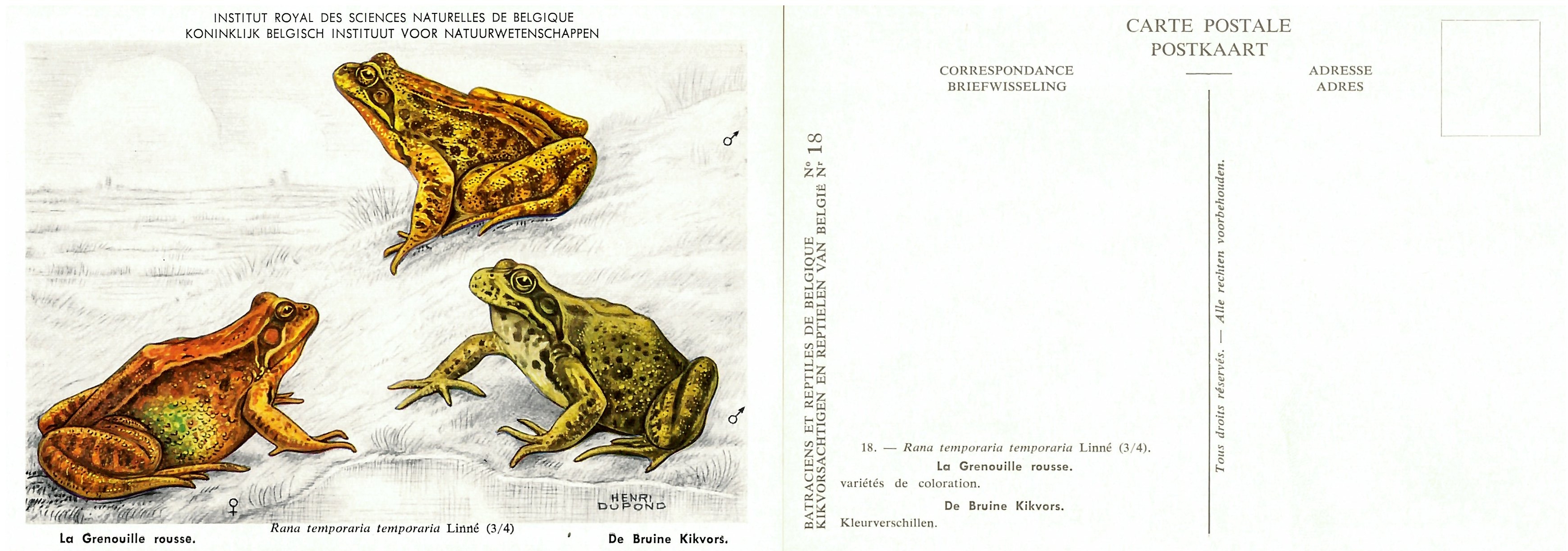 018 La Grenouille rousse - De Bruine Kikvors.jpg