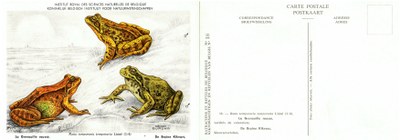 018 La Grenouille rousse - De Bruine Kikvors.jpg