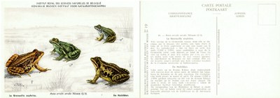 019 La Grenouille oxyhrine - De Heikikker.jpg
