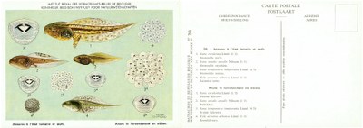 020 Anoures à l'état larvaire et oeufs - Anura in larvetoestand en eiëren.jpg