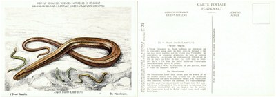 021 L'Orvet fragile - De Hazelworm.jpg