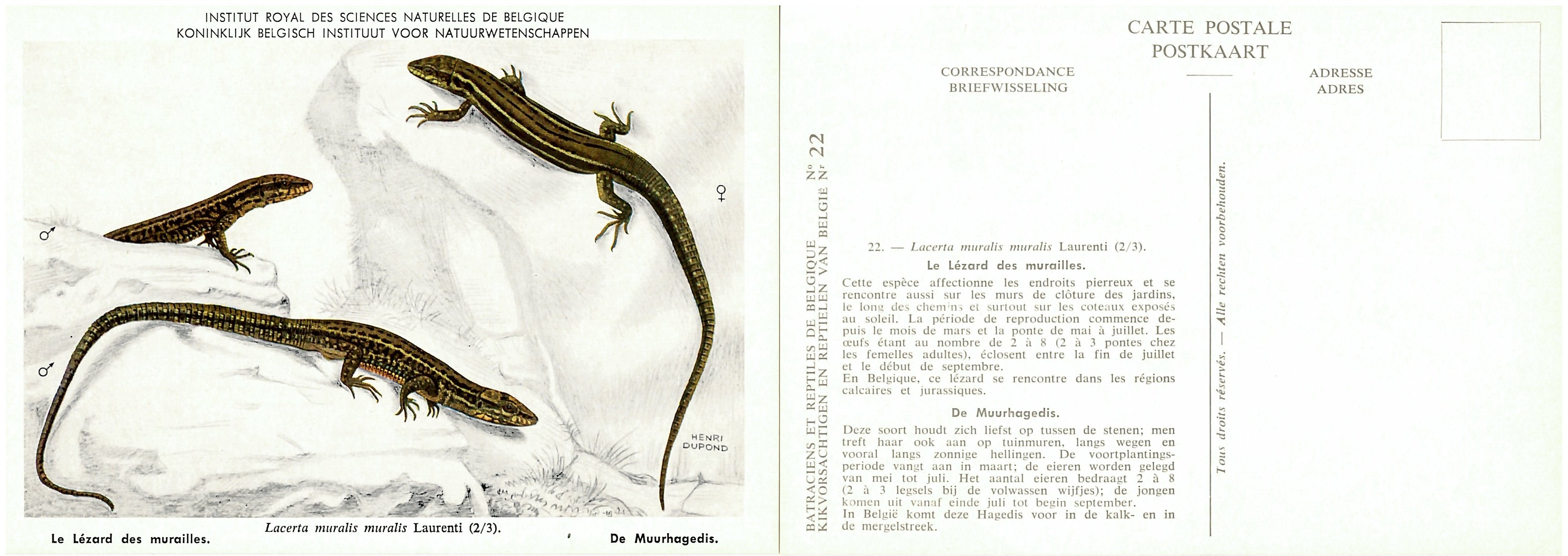 022 Le Lézard des murailles - De Muurhagedis.jpg