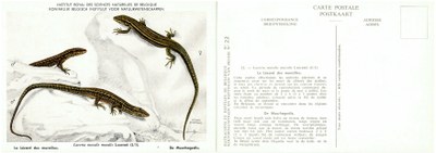 022 Le Lézard des murailles - De Muurhagedis.jpg