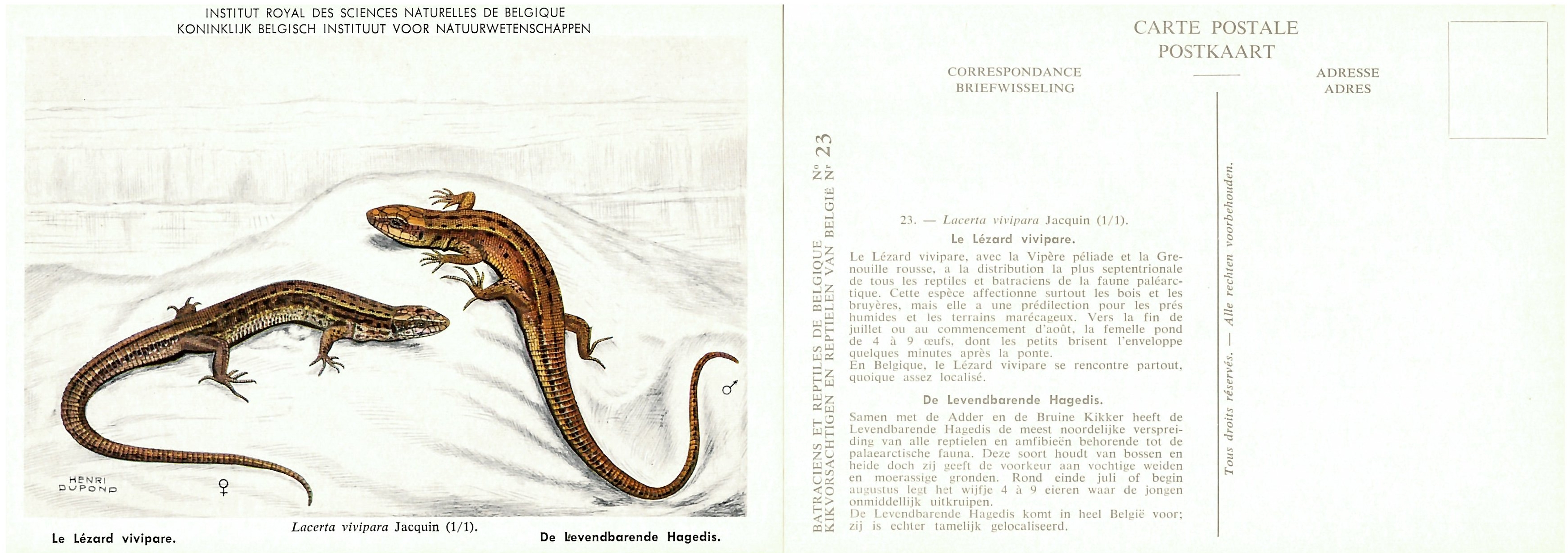 023 Le Lézard vivipare - De Levendbarende Hagedis.jpg