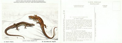 023 Le Lézard vivipare - De Levendbarende Hagedis.jpg