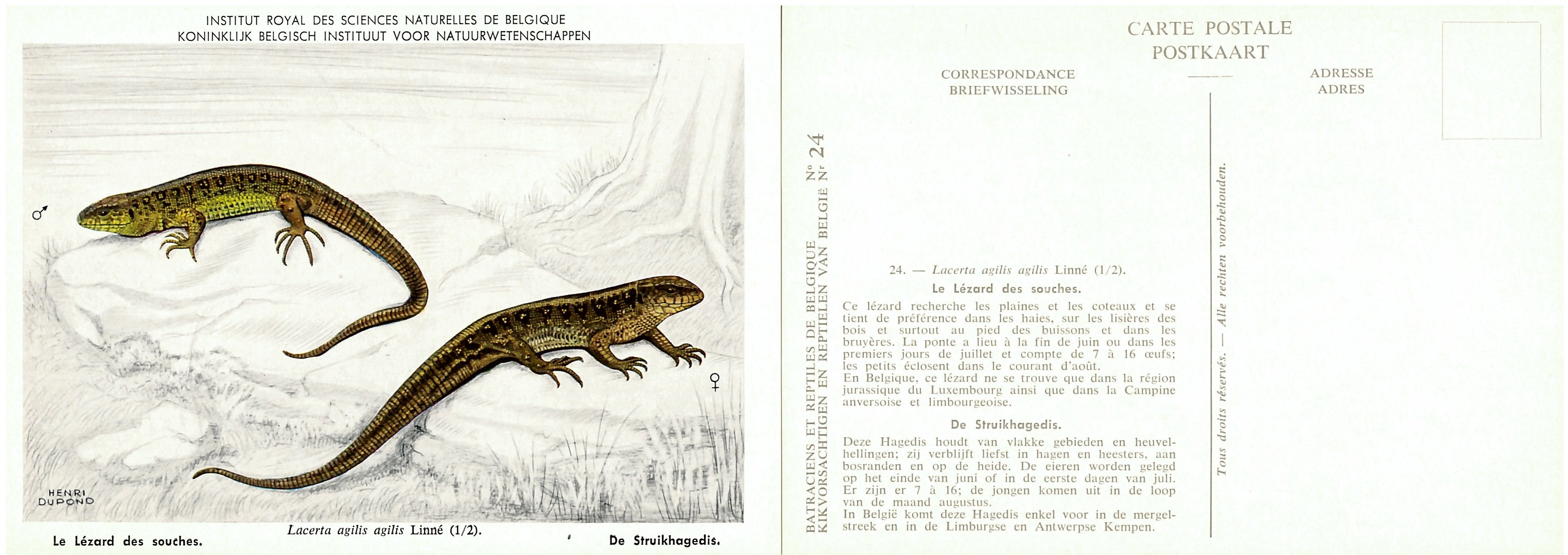 024 Le Lézard des souches - De Struikhagedis.jpg