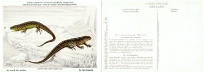 024 Le Lézard des souches - De Struikhagedis.jpg