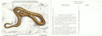 025 La Couleuvre lisse ou Coronelle - De Gladde Slang.jpg