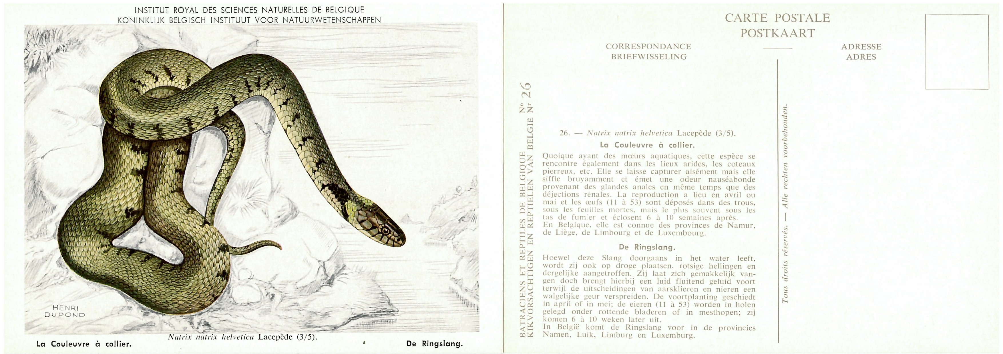 026 La Couleuvre à coliier - De Ringslang.jpg