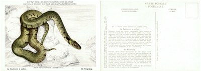 026 La Couleuvre à coliier - De Ringslang.jpg
