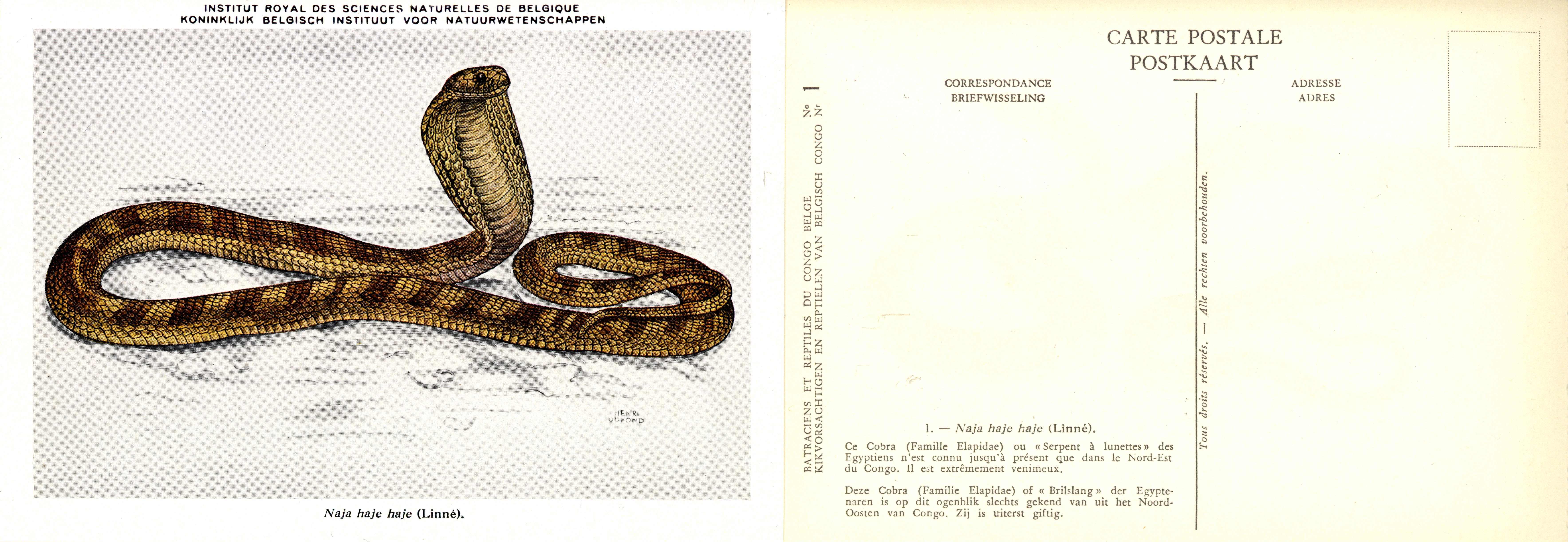 001 Naja haje haje (Linné).jpg