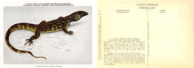 001b Varanus niloticus niloticus (Linné).jpg