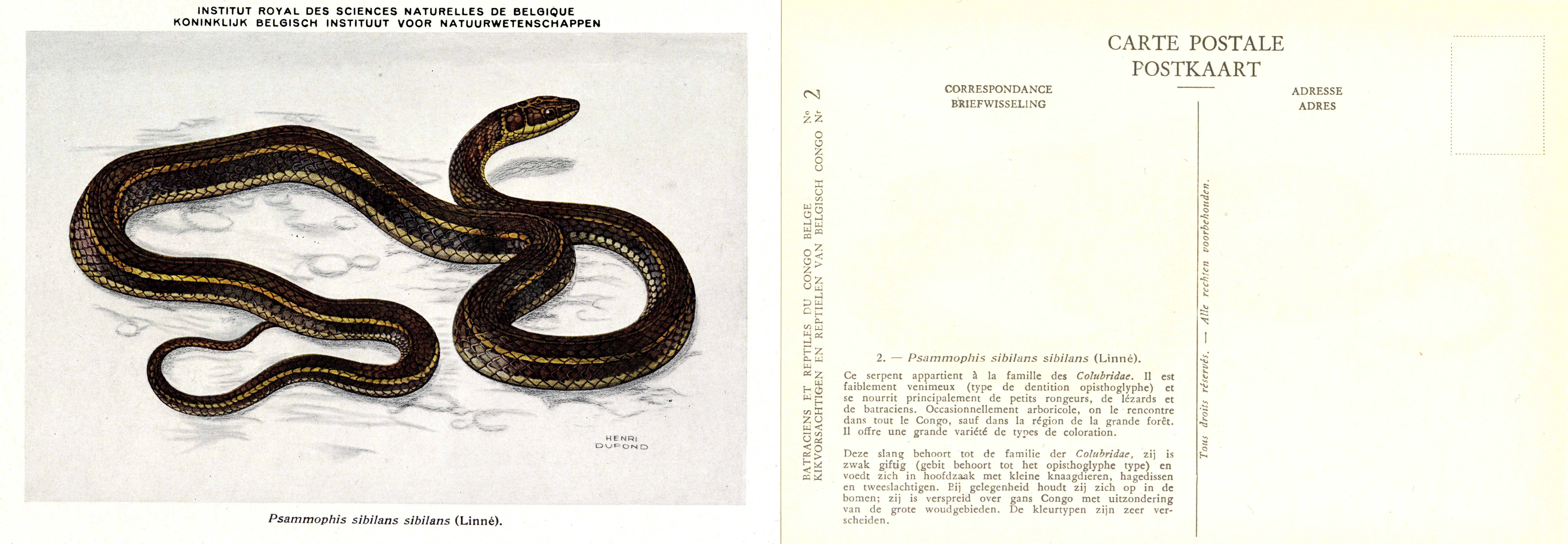 002 Psammophis sibilans sibilans (Linné).jpg