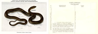 002 Psammophis sibilans sibilans (Linné).jpg