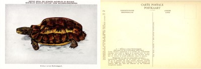 002b Kinixys erosa (Scweigger).jpg