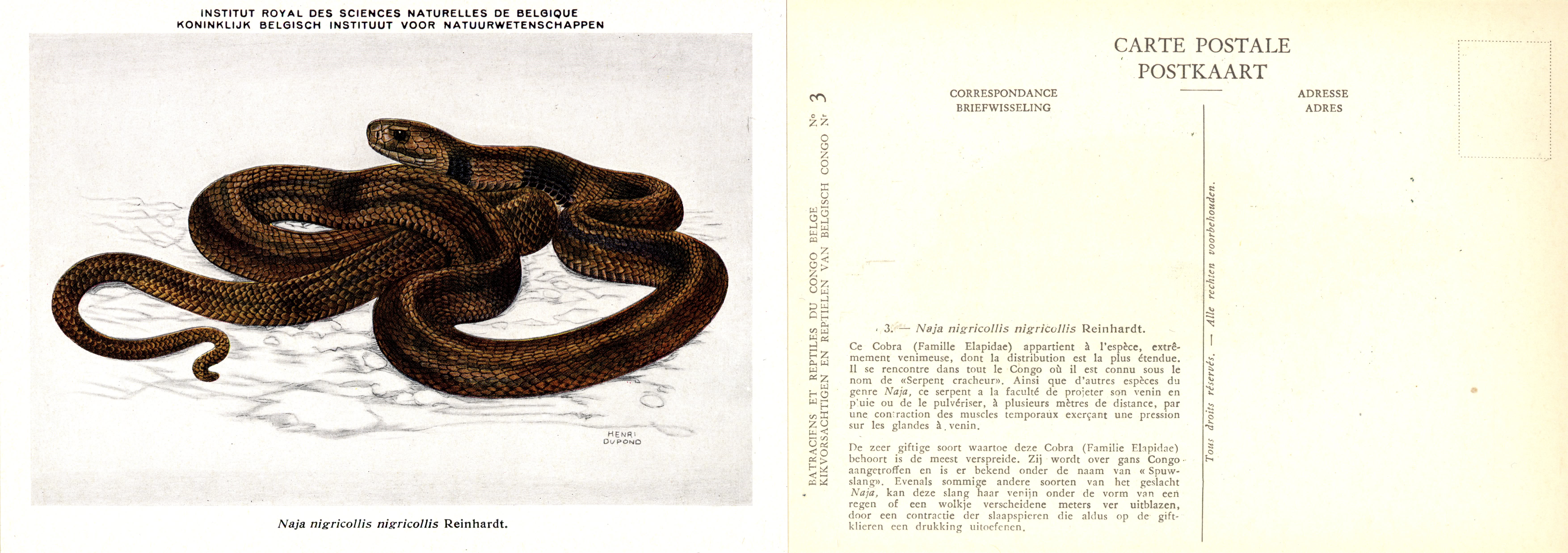 003 Naja nigricollis nigricollis Reinhardt.jpg