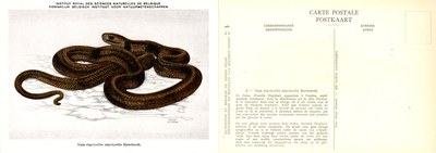 003 Naja nigricollis nigricollis Reinhardt.jpg