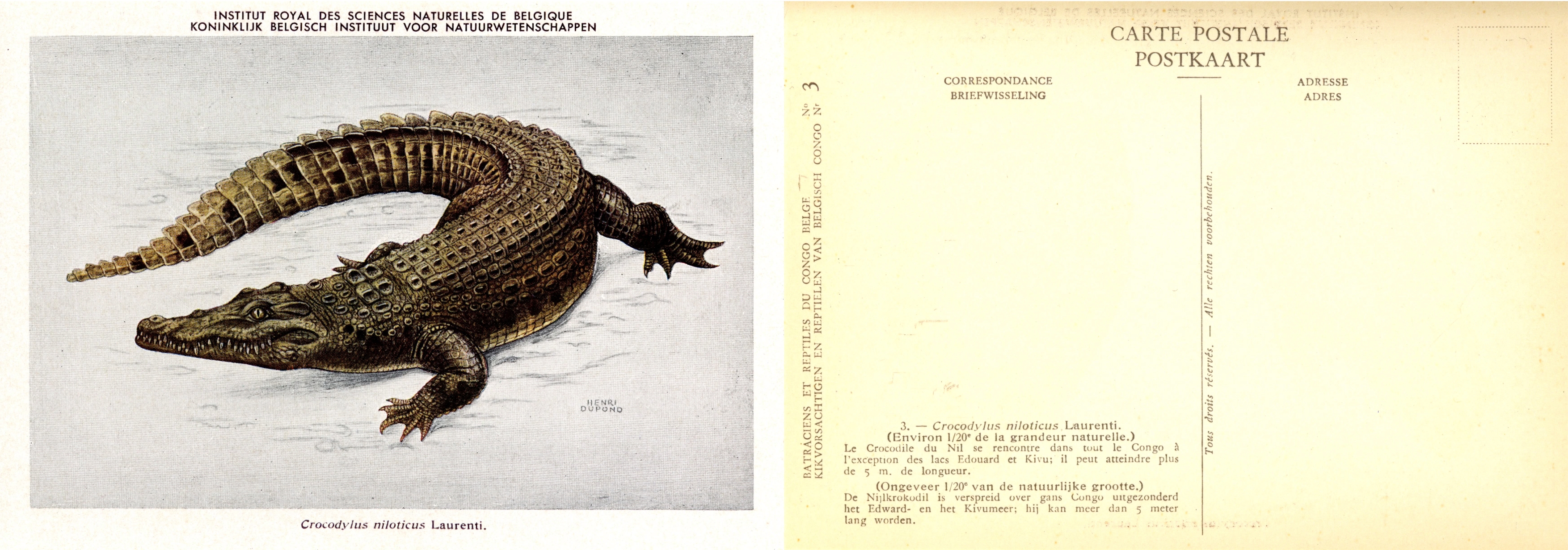 003b Crocodylus niloticus Laurenti.jpg
