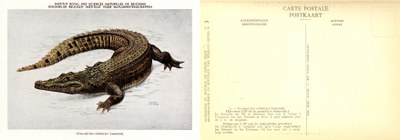 003b Crocodylus niloticus Laurenti.jpg