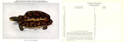 004 Kinixys erosa (Schweigger).jpg