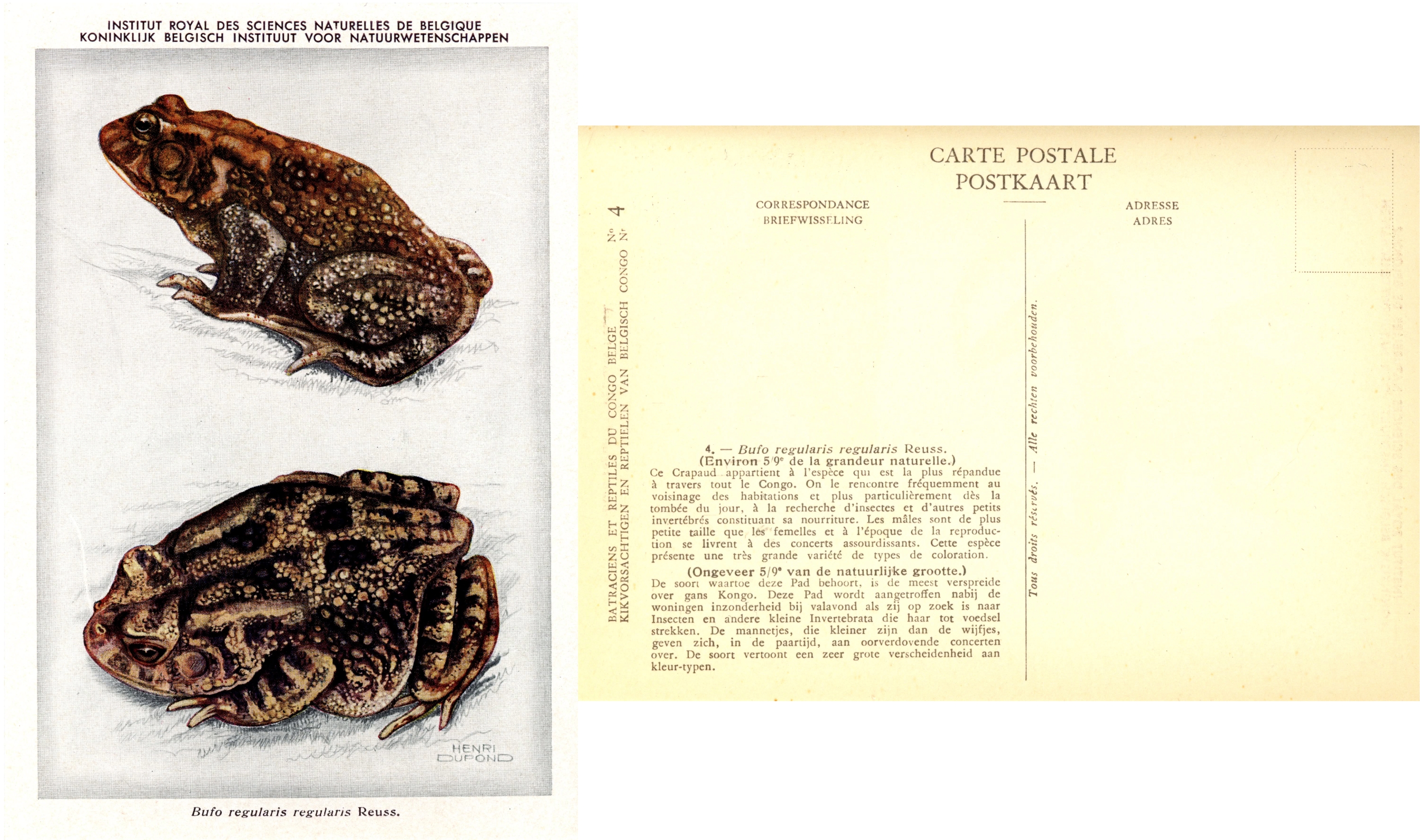 004b Bufo regularis regularis Reuss.jpg