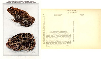 004b Bufo regularis regularis Reuss.jpg
