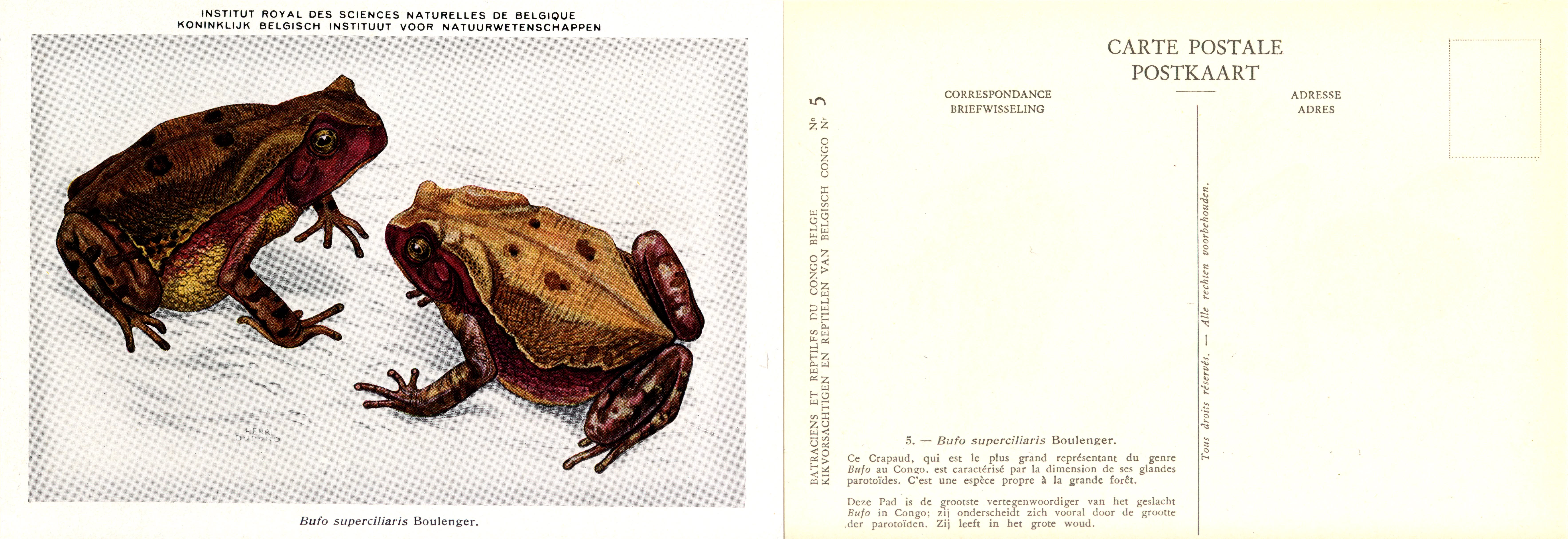 005 Bufo superciliaris Boulenger.jpg