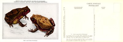 005 Bufo superciliaris Boulenger.jpg