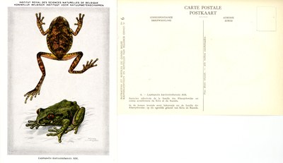 006 Leptopelis karissimbensis Ahl.jpg