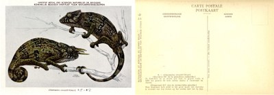 006b Chamaeleo owenii (Gray).jpg