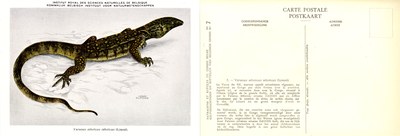 007 Varanus niloticus niloticus (Linné).jpg