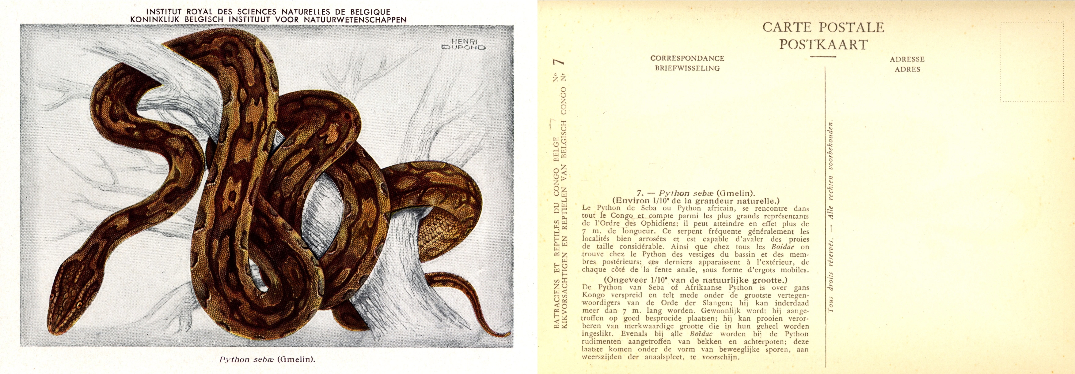 007b Python sebae (Gmelin).jpg