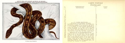 007b Python sebae (Gmelin).jpg