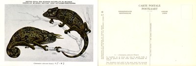 008 Chamaeleo odwenii (Gray).jpg