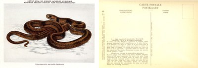 008b Naja nigricollis nigricollis Reinhardt.jpg