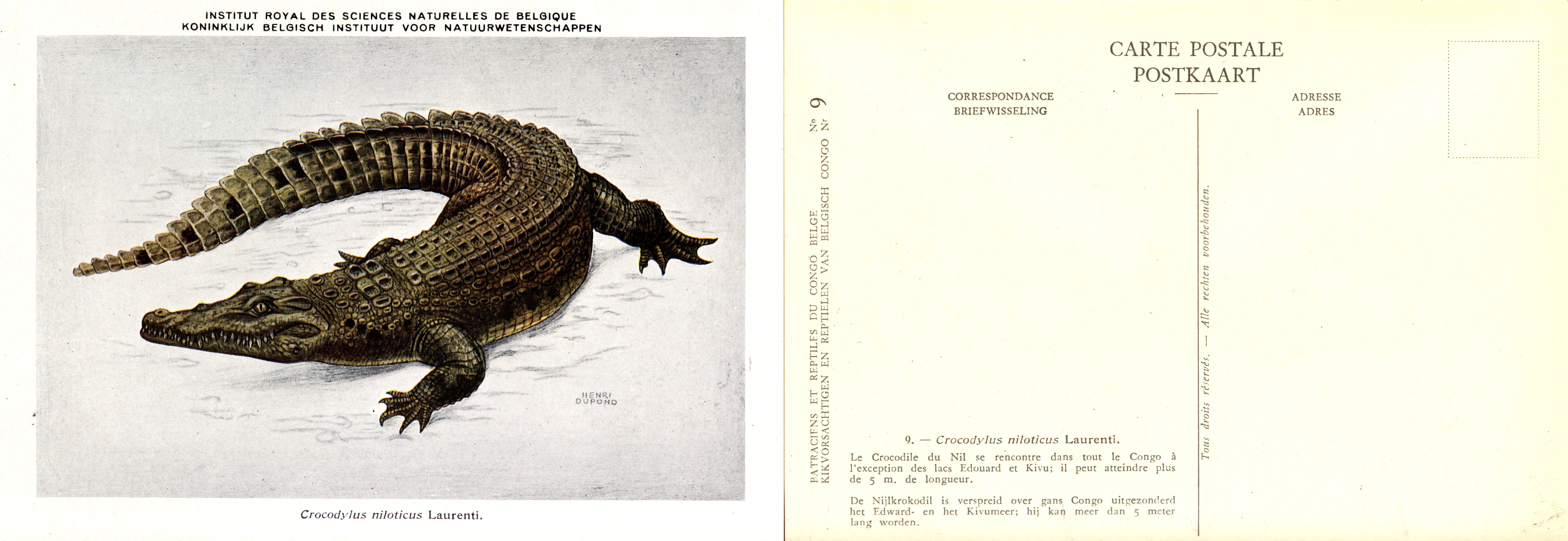 009 Crocodylus niloticus Laurenti.jpg