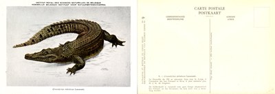 009 Crocodylus niloticus Laurenti.jpg