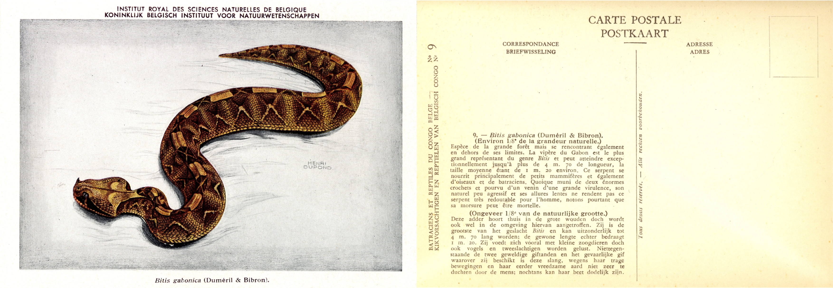 009b Bitis gabonica (Duméril & Bibron).jpg