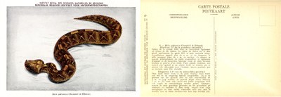 009b Bitis gabonica (Duméril & Bibron).jpg