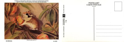 001 Le Lérot - De Eikelmuis.jpg