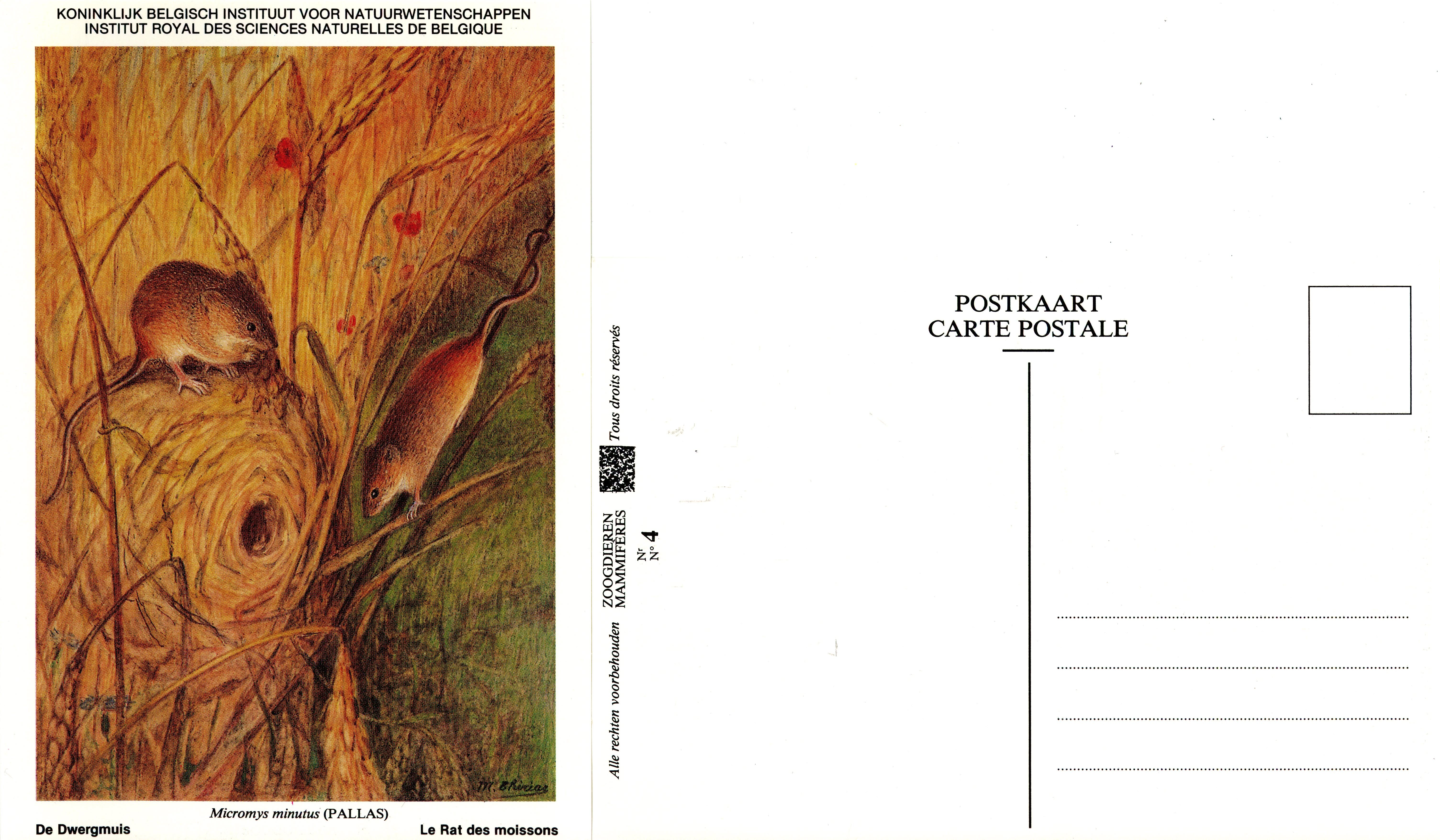 004 Le Rat des moissons - De Dwergmuis.jpg